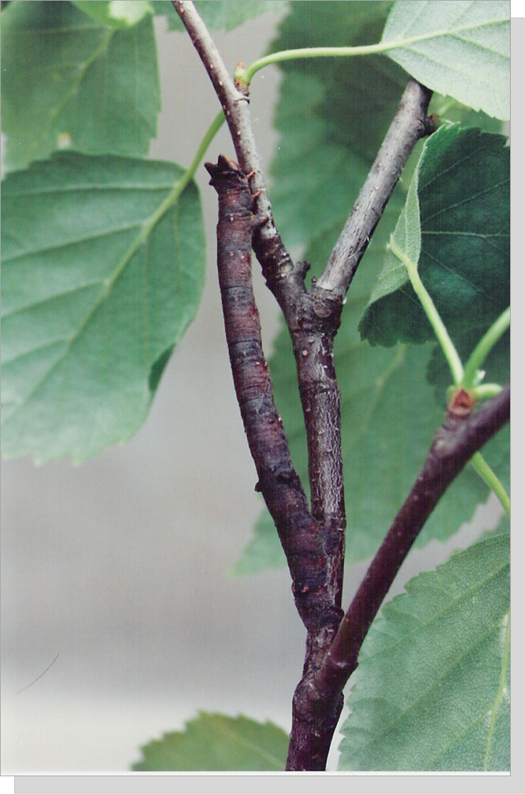 Biston betularia caterpillar on birch